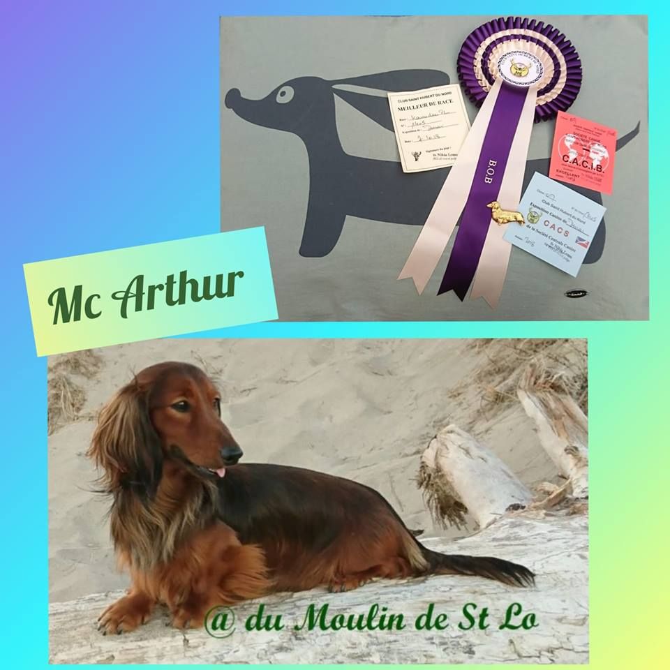 Mc Arthur meilleur de race CACS & CACIB à Expo Internationale de DOUAI